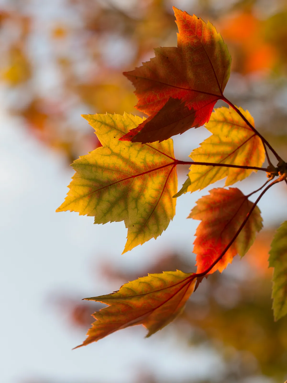 An autumn branch with colorful leaves
