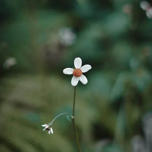 A small white wildflower against a green background