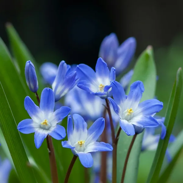 Blue spring flowers in soft focus