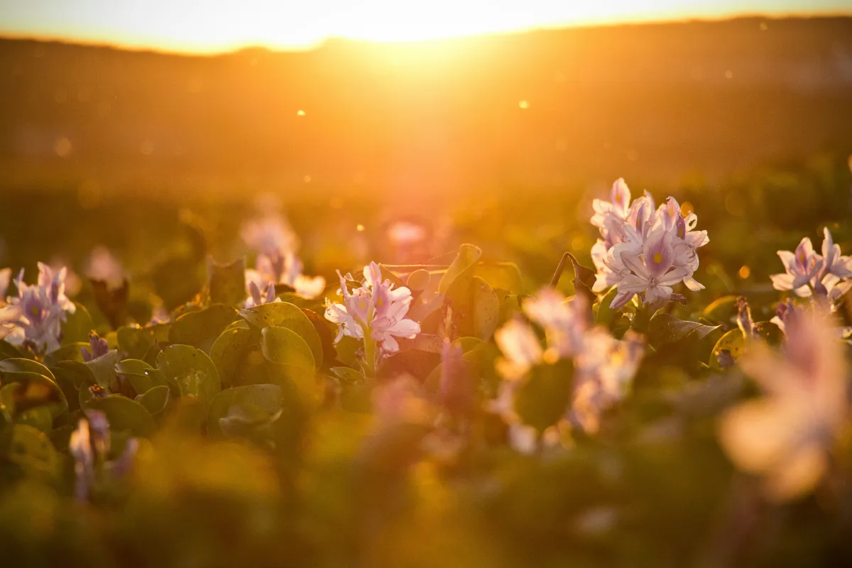 Wildflowers in a field at sunset
