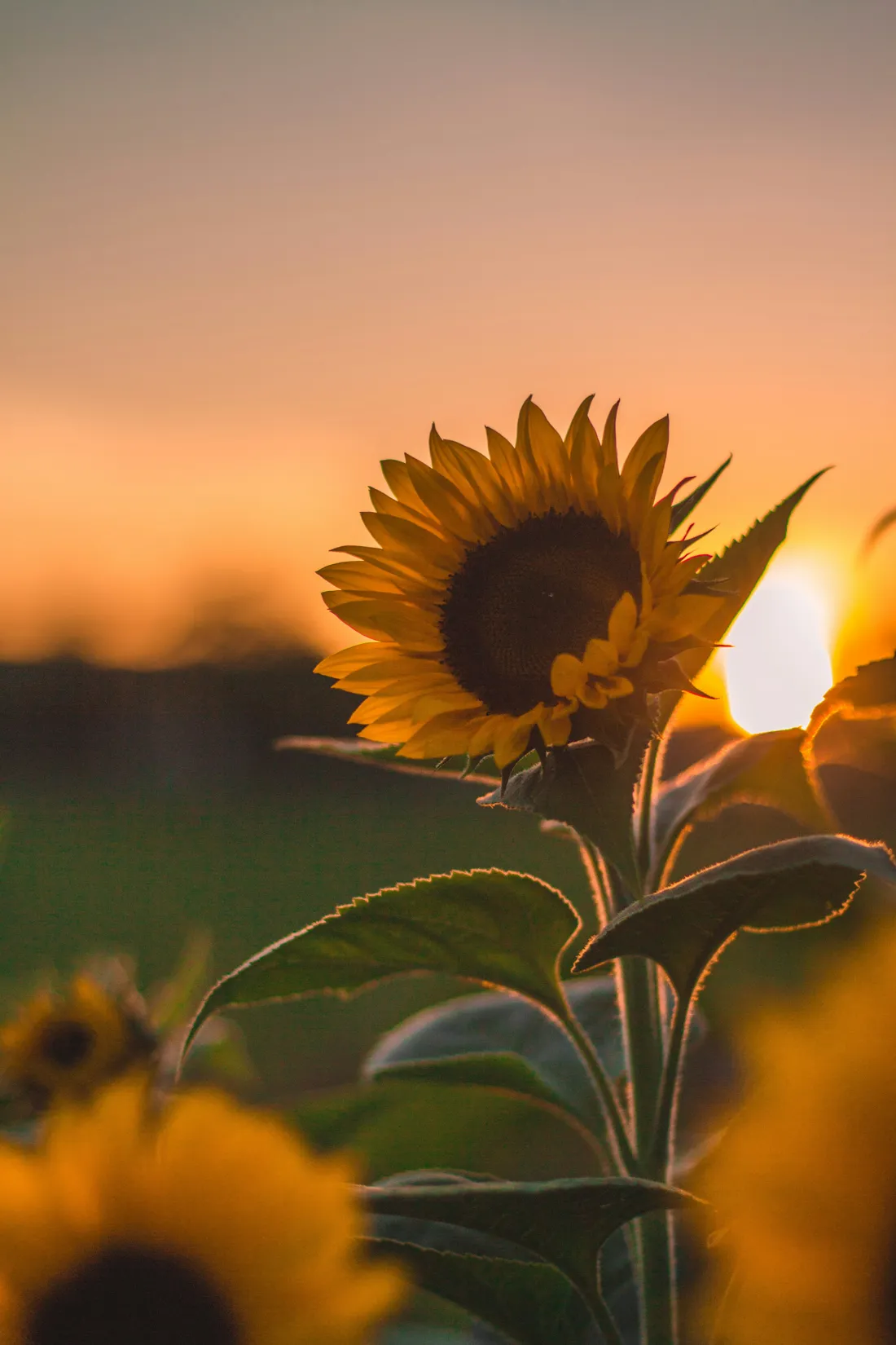 A sunflower silhouetted against the sky at sunset