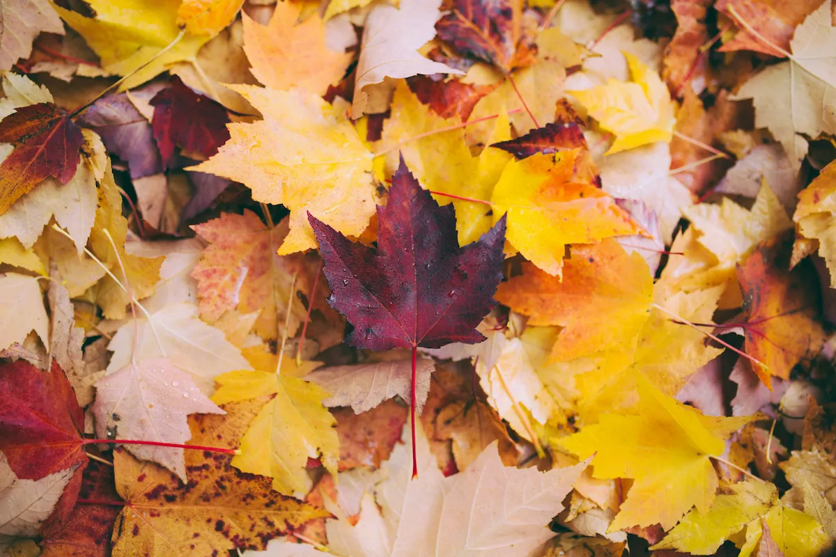 Fallen leaves covering the ground