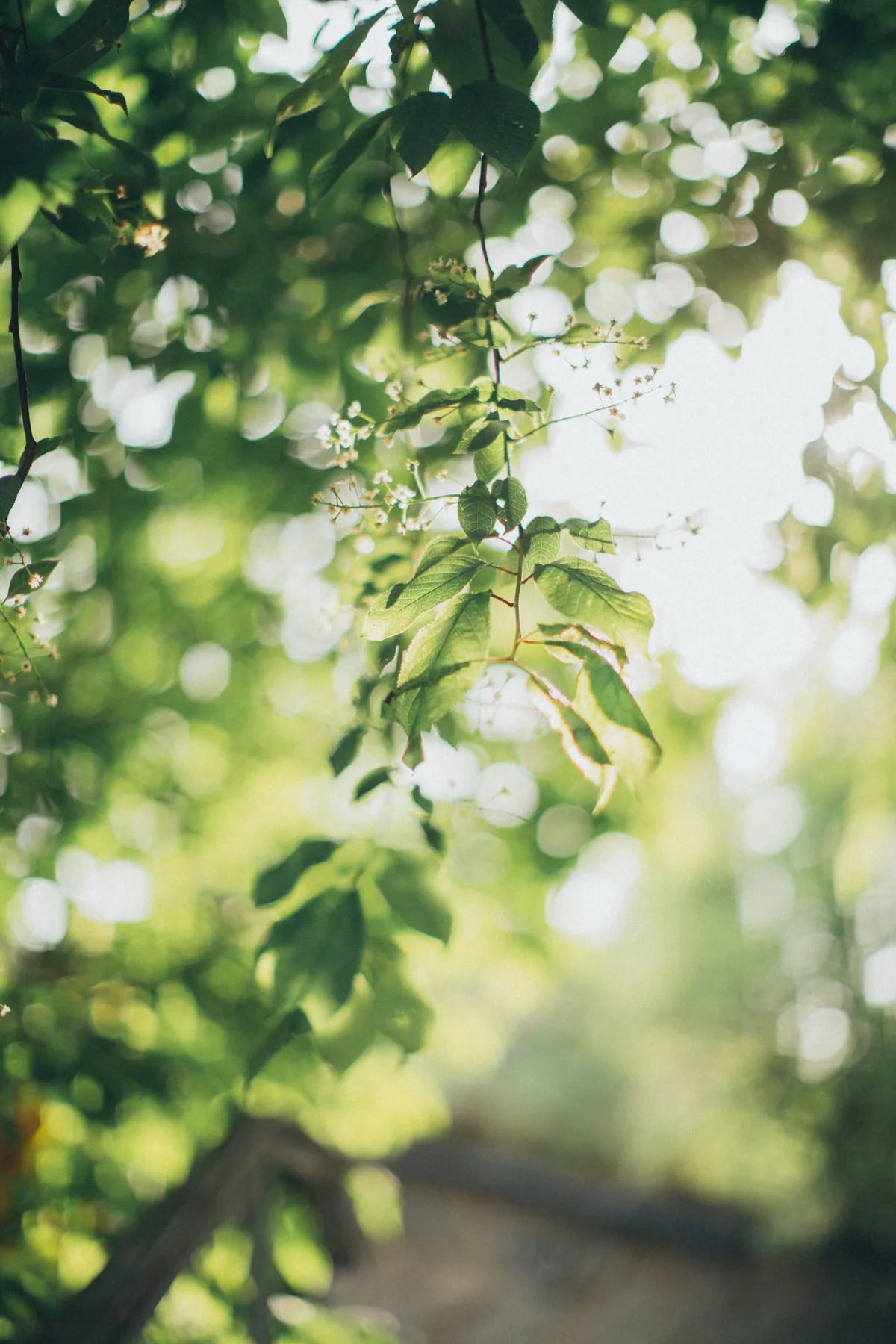Sunlight filtering through a leafy canopy
