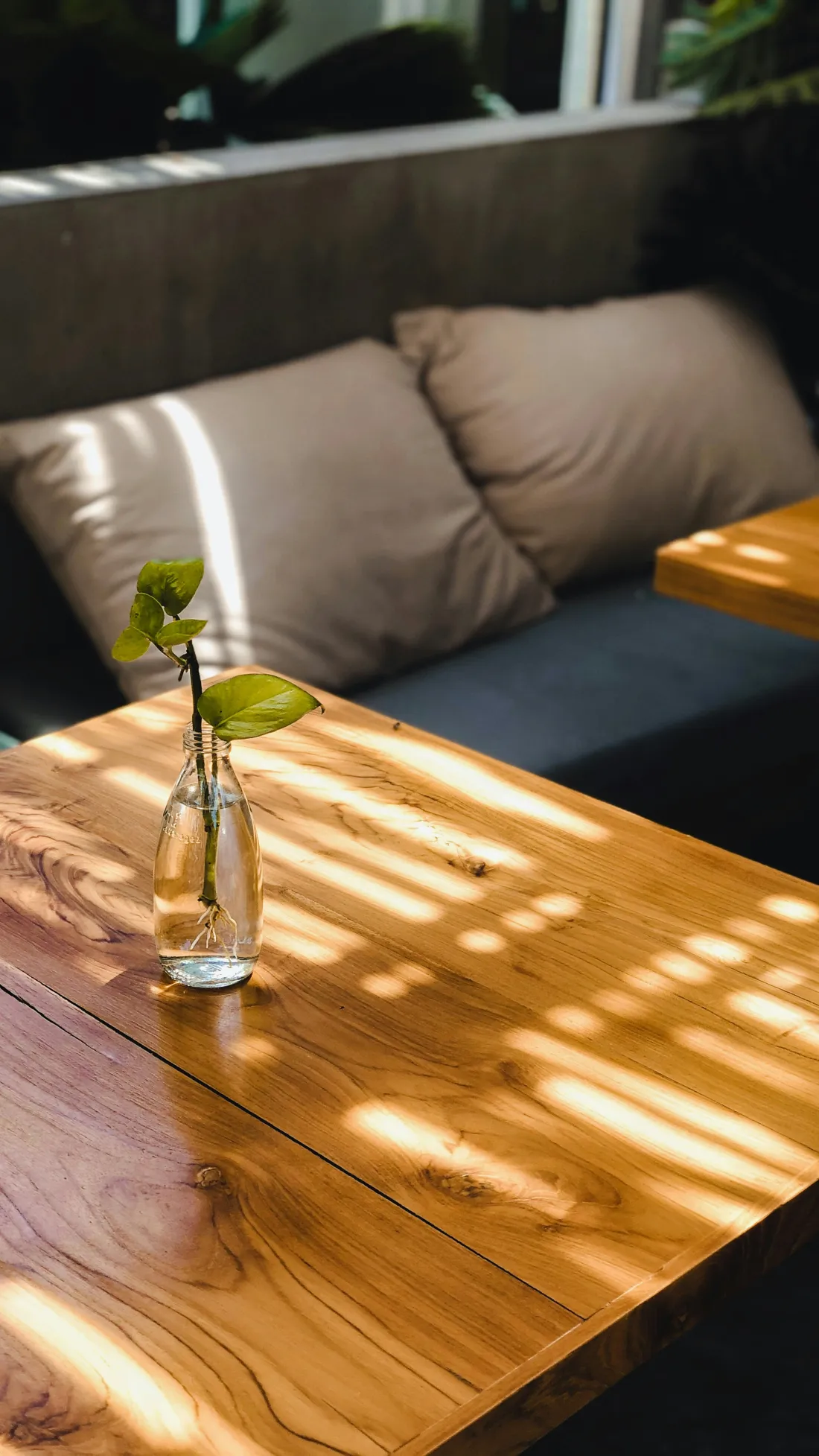 Sunlight across a wooden table with a small plant in a glass bottle