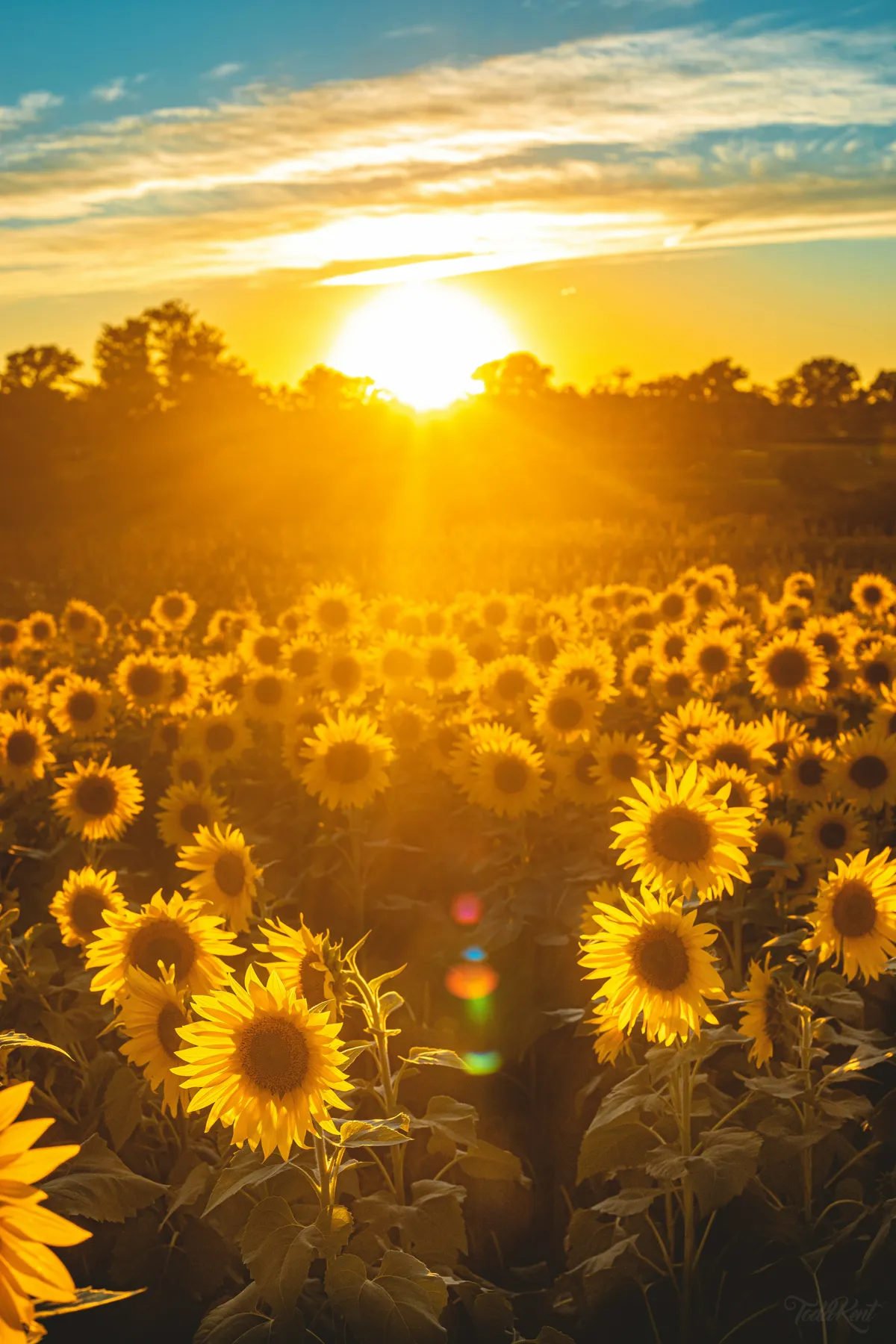 A sunflower field at sunset