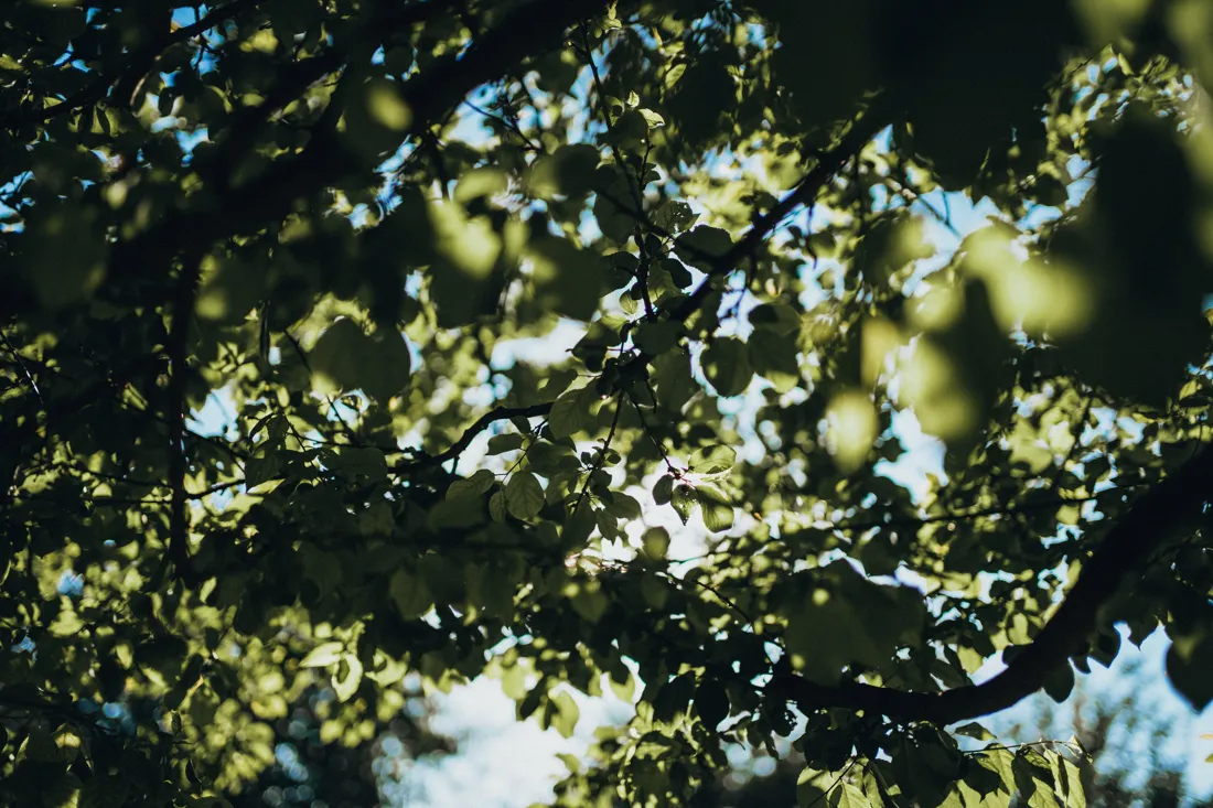 Soft light through a leafy canopy